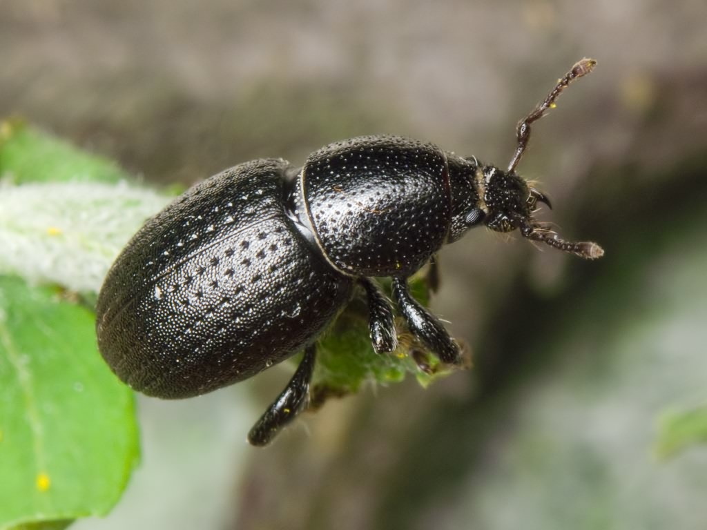 Psallidium maxillosum (Fabricius, 1792)